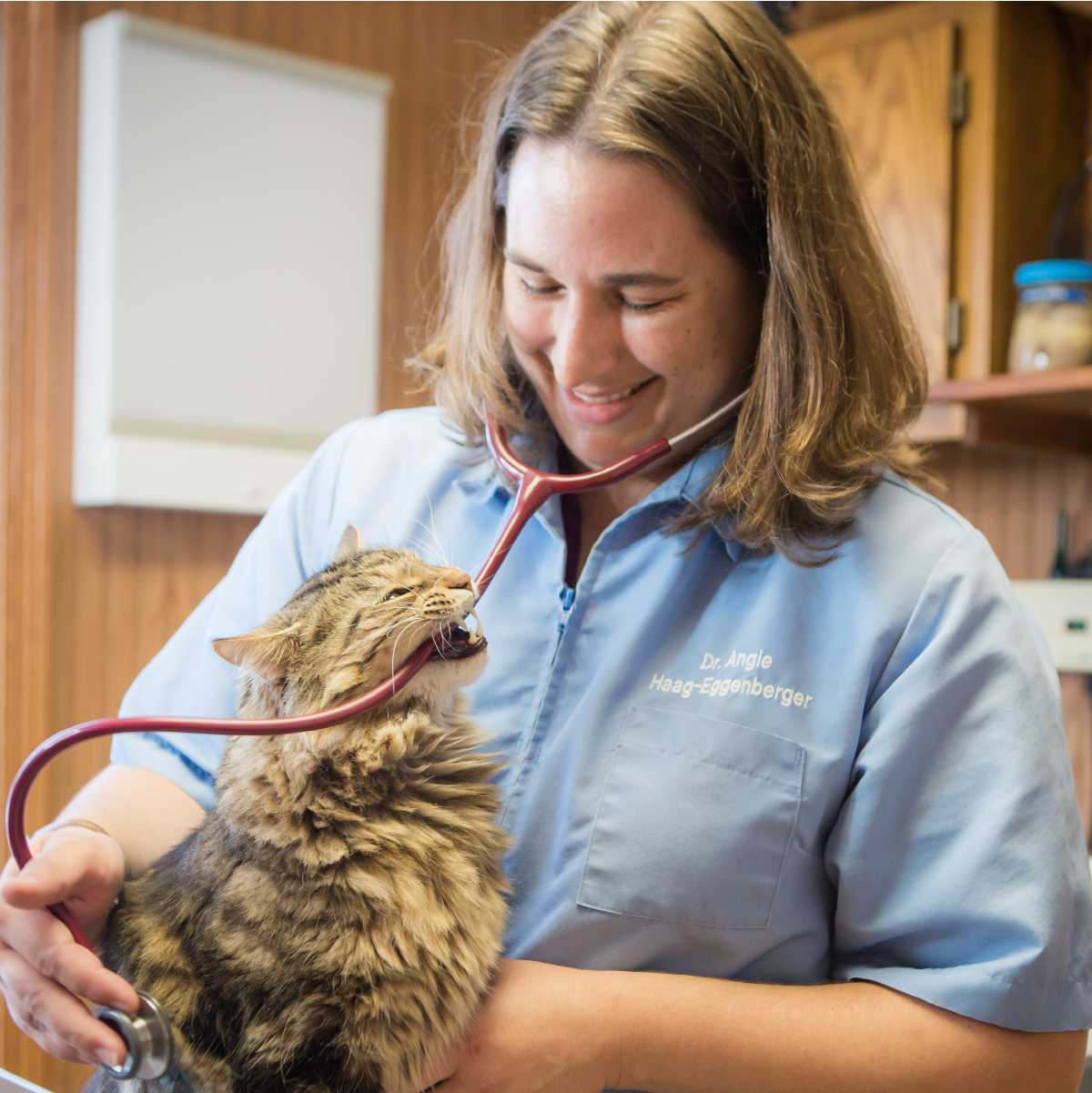 Pet Emergency Room in Dwight, IL | Dwight Veterinary Hospital